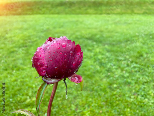 red peony flower on a green background.