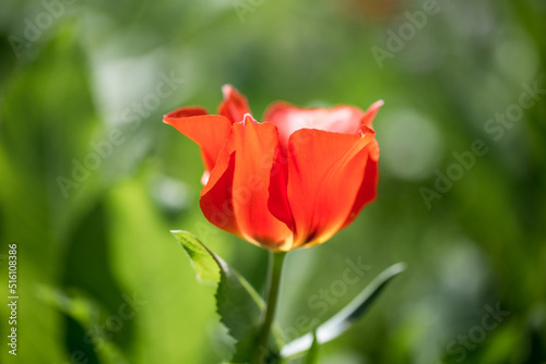 Tulip Greig. Wild tulips in the mountains of Kyrgyzstan. natural landscape.