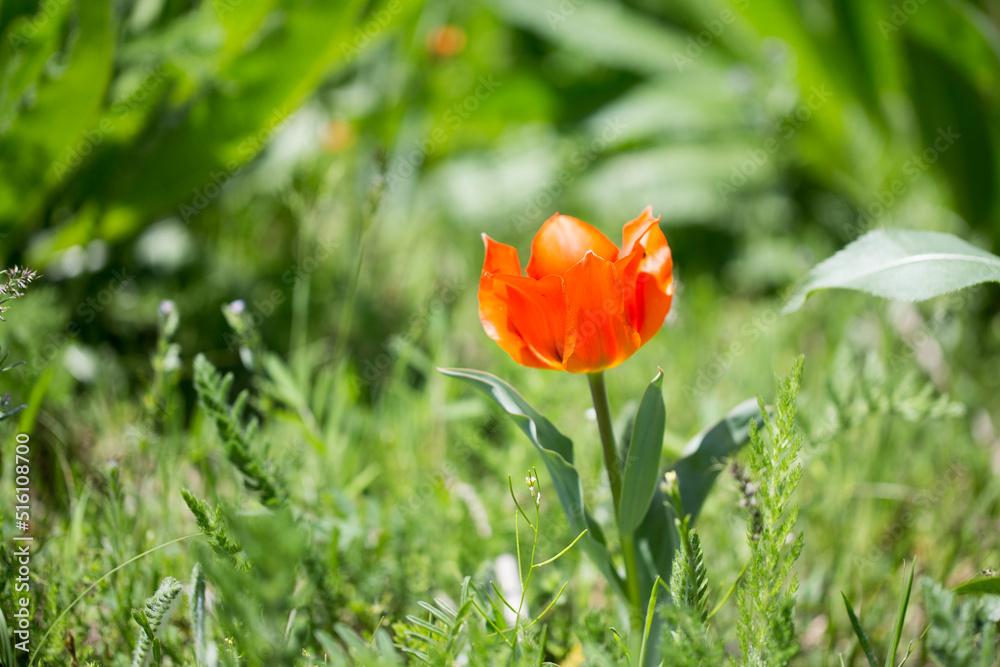 Obraz premium Tulip Greig. Wild tulips in the mountains of Kyrgyzstan. natural landscape.