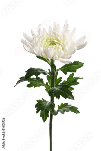 キク Chrysanthemum