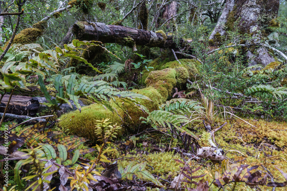 Amazing selection small plants and mosses in Micro-landscape on Southern Alps rainforest floor, Bealey bush walk Amazing selection small plants and mosses in Micro-landscape on Southern Alps rainforest floor, Bealey bush walk