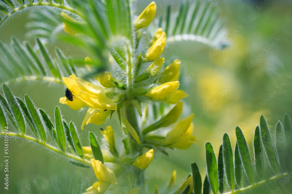Astragalus close-up. Also called milk vetch, goat's-thorn or vine-like. Spring green background. Wild plant. Astragalus close-up. Also called milk vetch, goat's-thorn or vine-like. Spring green background. Wild plant.