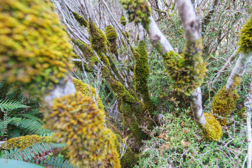 Rainforest vegetation and moss laden trees along bush walks in Southern Alps at Dobson Nature Walk Rainforest vegetation and moss laden trees along bush walks in Southern Alps at Dobson Nature Walk