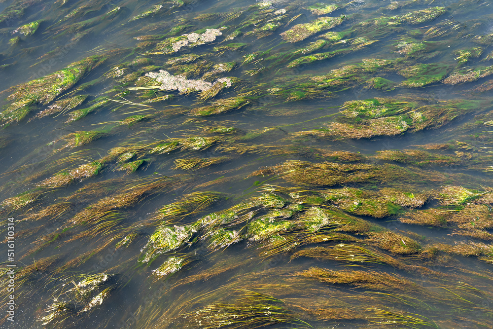 The rapid flow of a muddy river overgrown with algae. Pattern and texture of aquatic vegetation The rapid flow of a muddy river overgrown with algae. Pattern and texture of aquatic vegetation