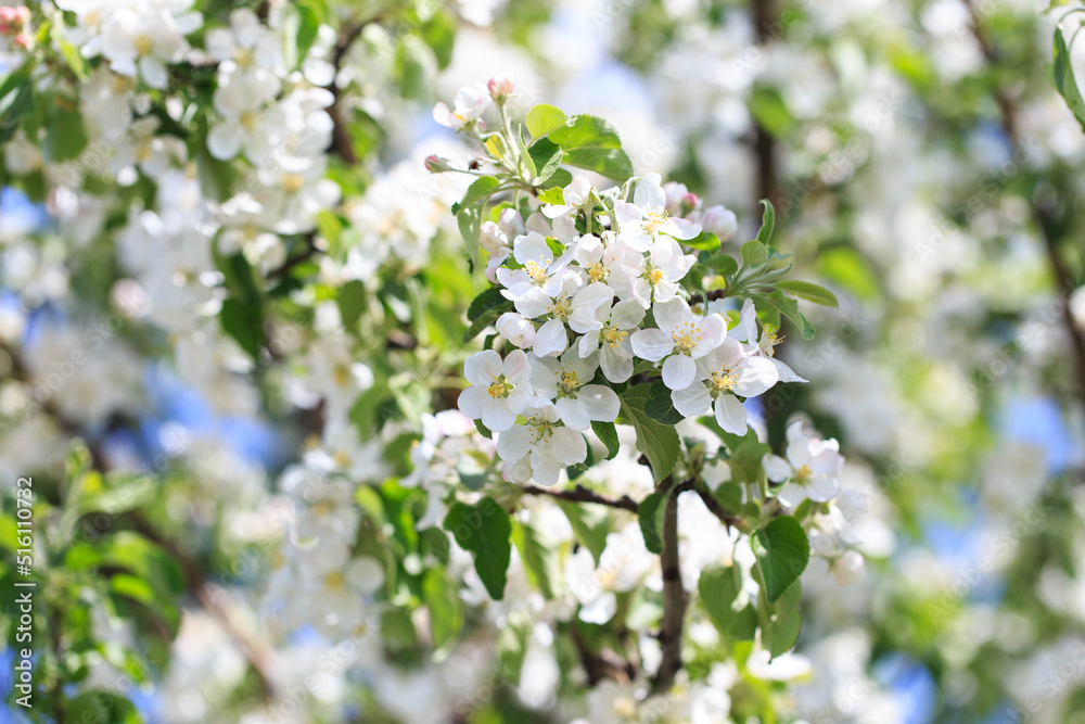 Flowering of the apple tree. Spring background of blooming flowers. Beautiful nature scene with a flowering tree. Spring flowers. Flowering of the apple tree. Spring background of blooming flowers. Beautiful nature scene with a flowering tree. Spring flowers.