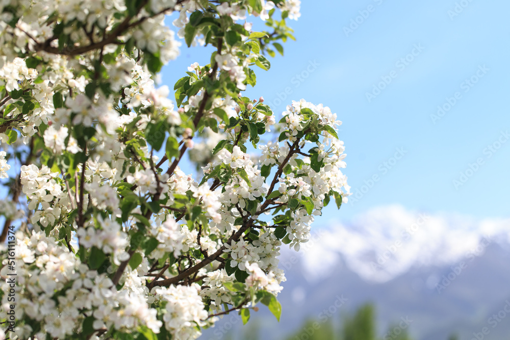 Flowering of the apple tree. Spring background of blooming flowers. Beautiful nature scene with a flowering tree. Spring flowers.