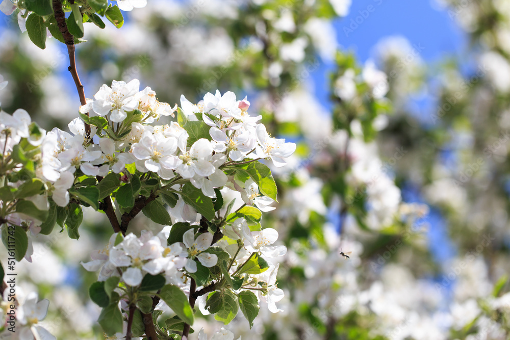 Flowering of the apple tree. Spring background of blooming flowers. Beautiful nature scene with a flowering tree. Spring flowers. Flowering of the apple tree. Spring background of blooming flowers. Beautiful nature scene with a flowering tree. Spring flowers.