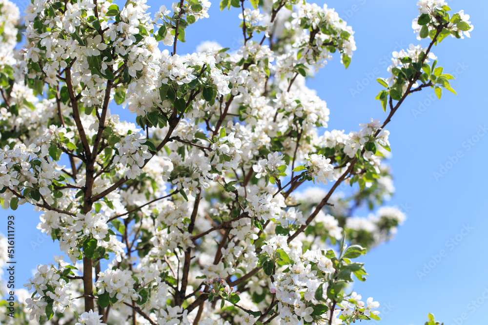 Flowering of the apple tree. Spring background of blooming flowers. Beautiful nature scene with a flowering tree. Spring flowers. Flowering of the apple tree. Spring background of blooming flowers. Beautiful nature scene with a flowering tree. Spring flowers.