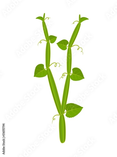 Vector illustration of pirandai or veldt grape, scientific name Cissus quadrangularis, isolated on white background. photo