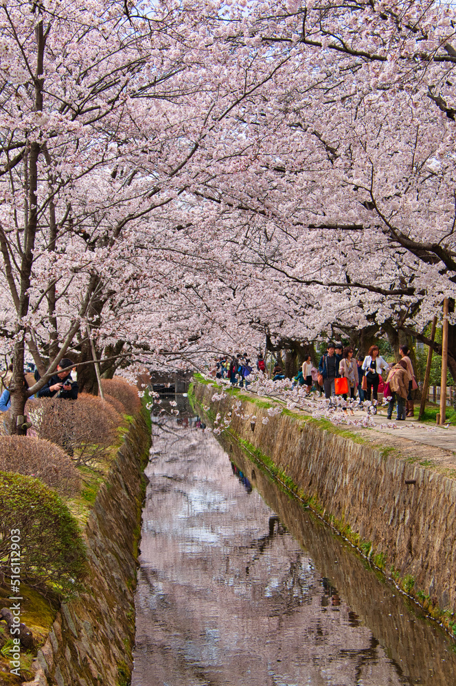 Fototapeta premium Cherry Blossoms, Japan