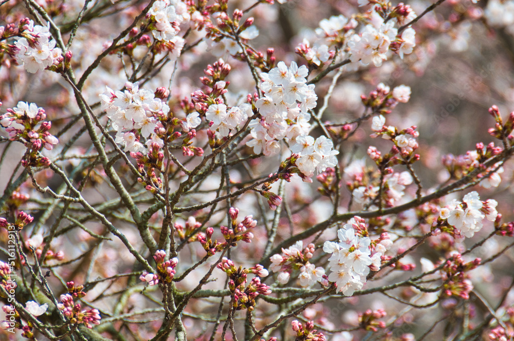Cherry Blossoms, Okayama, Japan Cherry Blossoms, Okayama, Japan