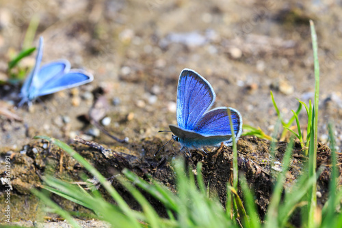 Blue Morpho, Morpho butterfly. Morpho anaxibia. tropic blue butterfly, exotic shiny blue butterfly. photo