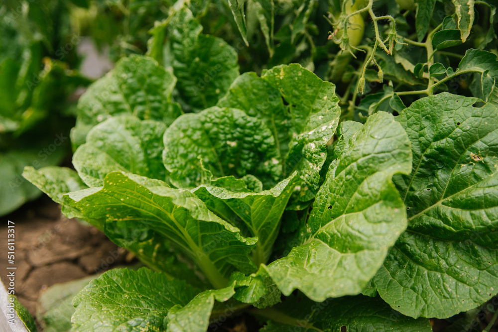Peking cabbage in the garden. Textured cabbage leaves. The season of picking vegetables. Agricultural industry. Green large leaves of not mature cabbage. Peking cabbage in the garden. Textured cabbage leaves. The season of picking vegetables. Agricultural industry. Green large leaves of not mature cabbage.