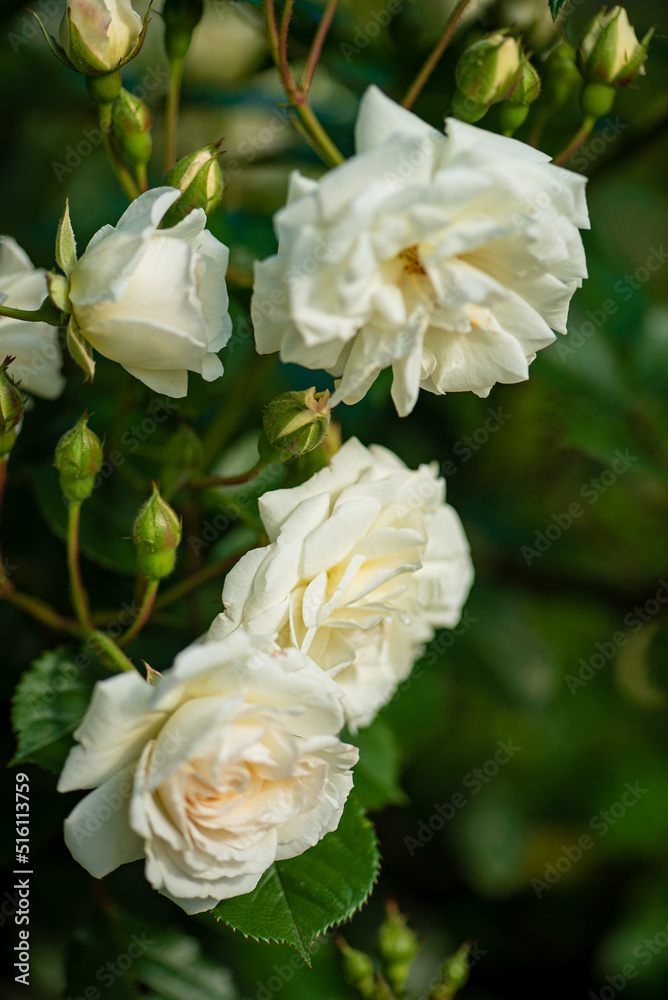 nice roses in the garden