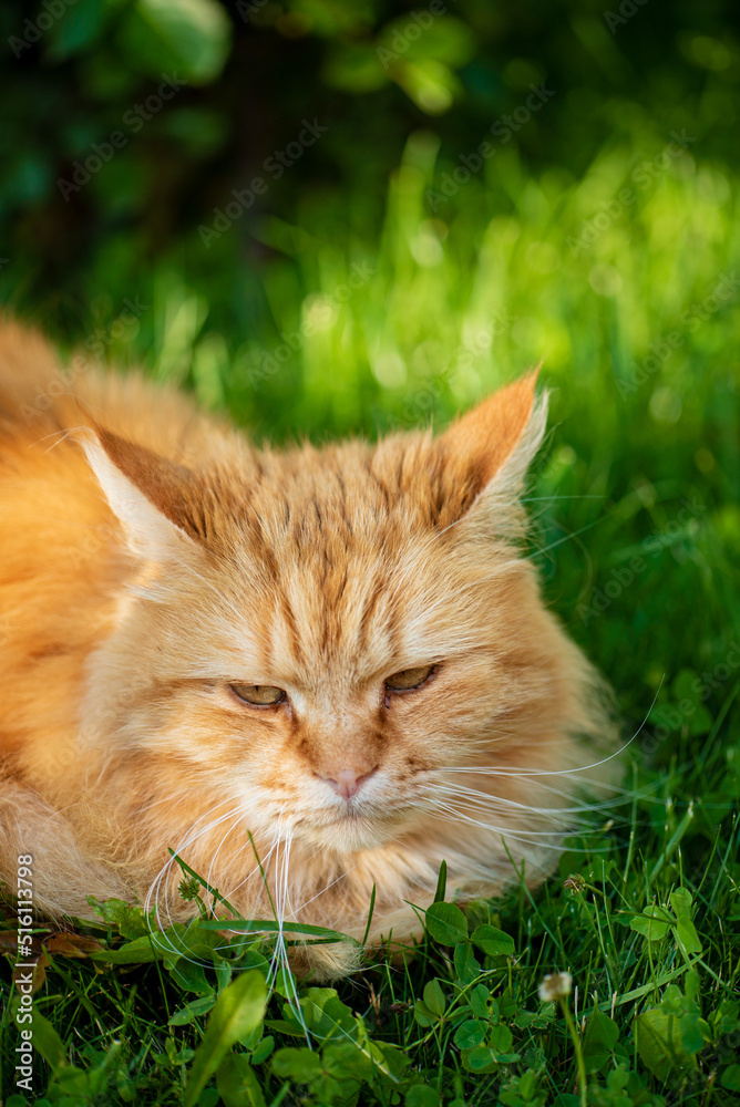 red cat,  closeup profile view portrait