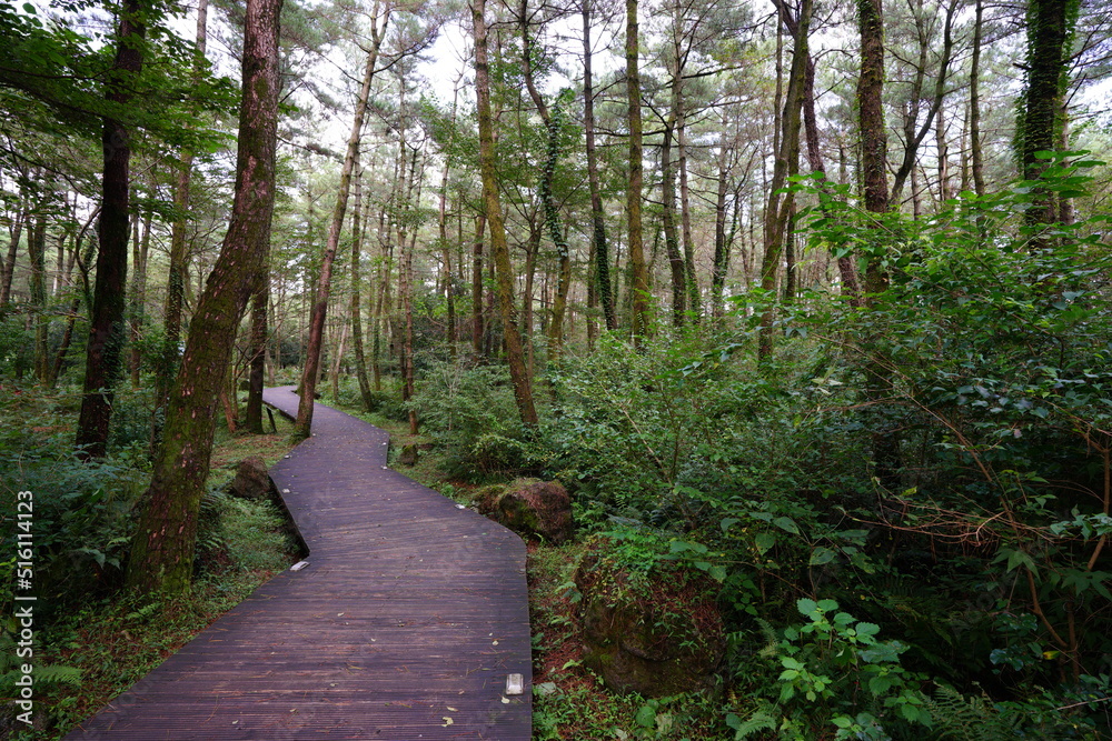 Fototapeta premium boardwalk in old forest