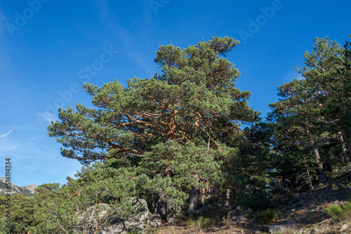 Scots pine forest in Fuenfria Valley, municipality of Cercedilla, province of Madrid, Spain photo