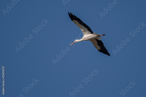 White stork, Ciconia ciconia, in flight. Photo taken in the municipality of Colmenar Viejo, province of Madrid, Spain