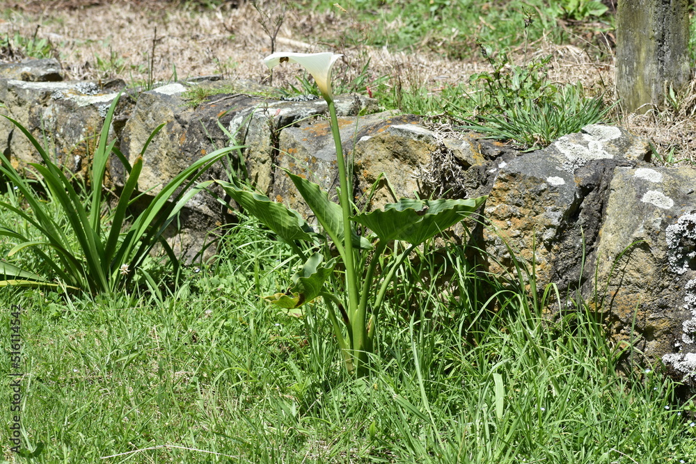 Obraz premium grass and flowers