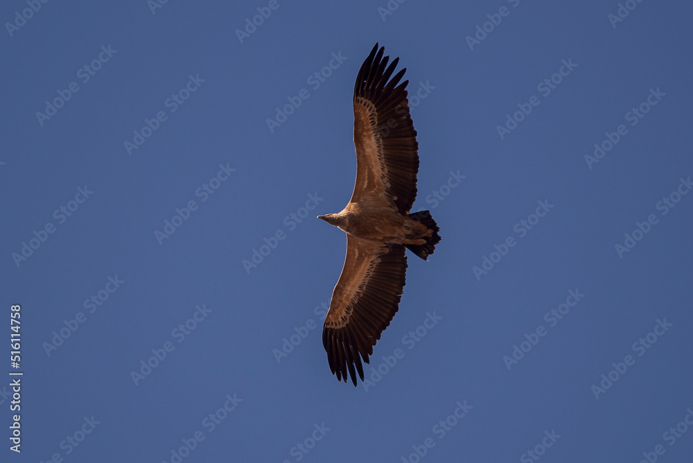 Obraz premium Griffon vulture, Gyps fulvus, in flight. Photo taken in the municipality of Colmenar Viejo, province of Madrid, Spain.