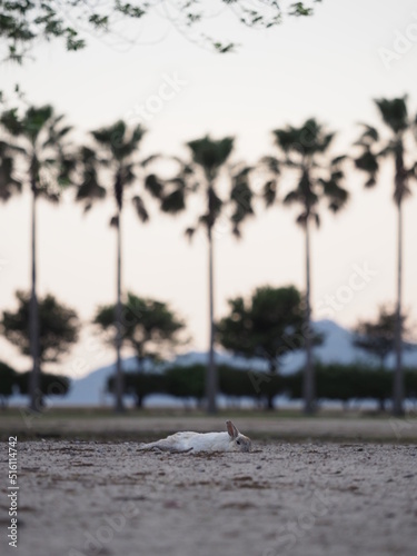 野生の兎