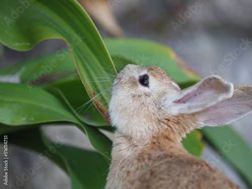 野生の兎