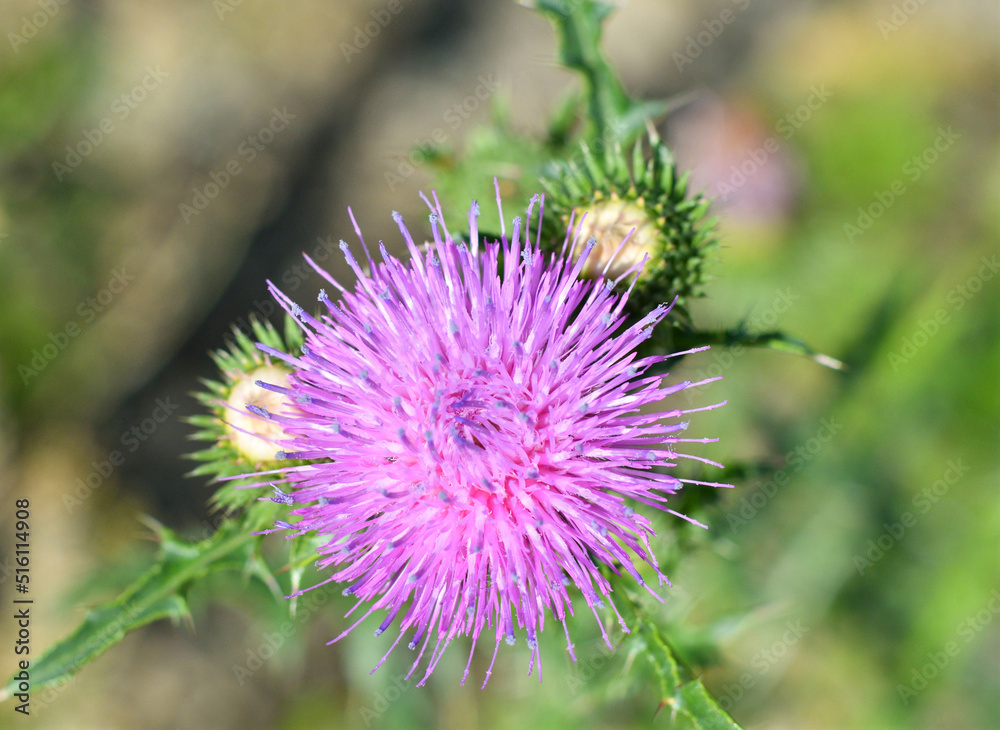 Thistle flower (lat. Carduus) in the summer field Thistle flower (lat. Carduus) in the summer field