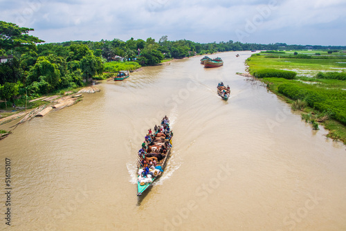A lot of cows come from different districts of Bangladesh to Dhaka city by boat ahead of Eid-al Adha photo