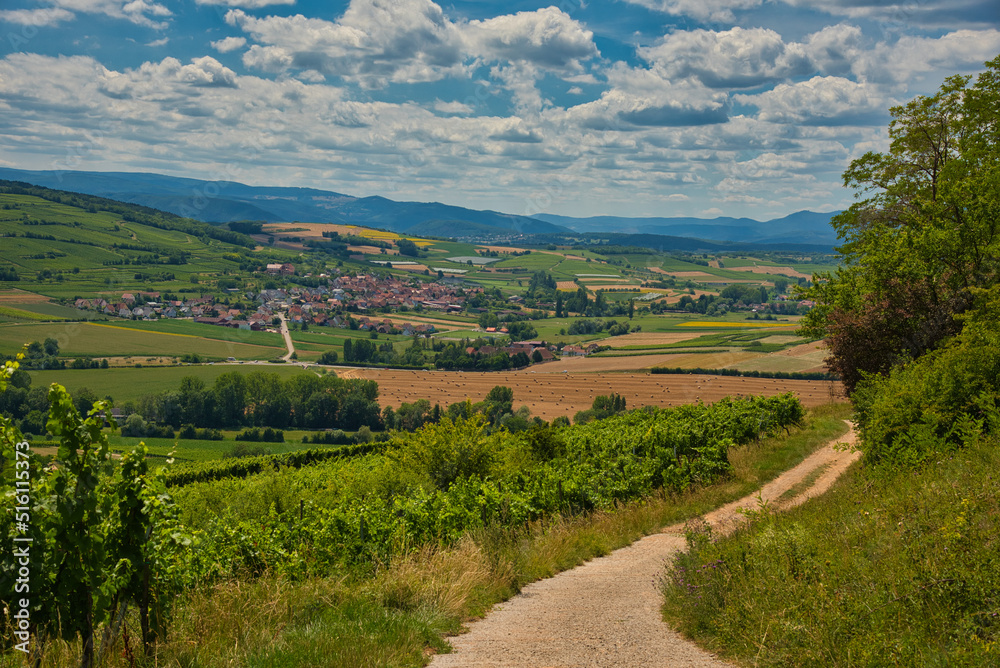 Landschaft bei Scharrachbergheim im Elsass