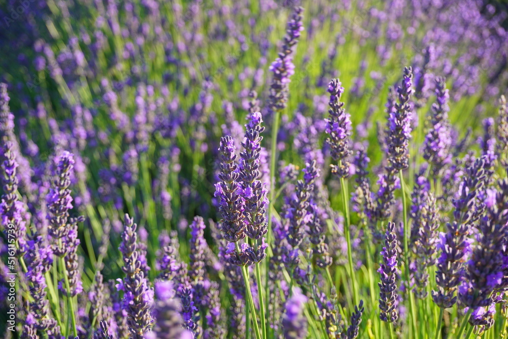 Campo de lavanda en España