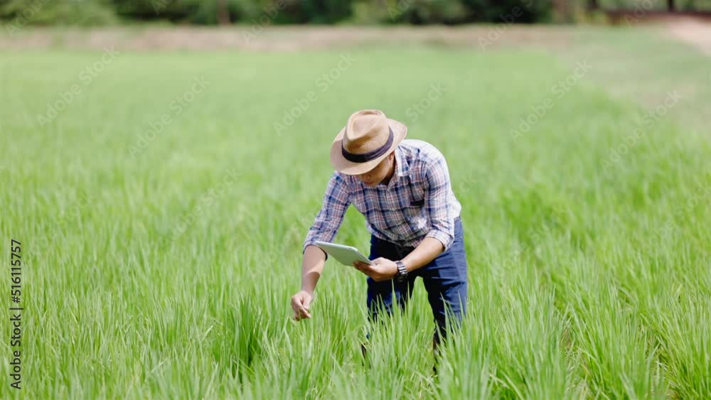 Asian male farmer using tablet standing in rice field to store information, Studying to development of rice varieties in the rice field feeling serious thinking and determinated Asian male farmer using tablet standing in rice field to store information, Studying to development of rice varieties in the rice field feeling serious thinking and determinated