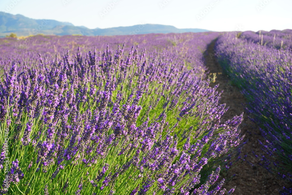 Campo de lavanda en España Campo de lavanda en España