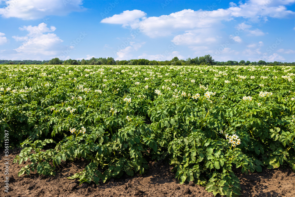 potato flowers blooming in the field at summer