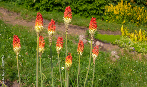 A striking bright red stump plant, the Latin name Kniphofia uvaria belongs to the lily family. Knifofia is a genus of perennial flowering plants. photo
