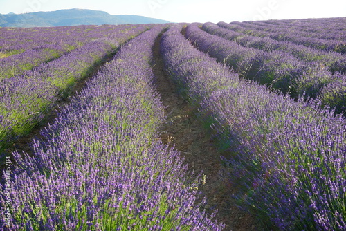 lavender field region