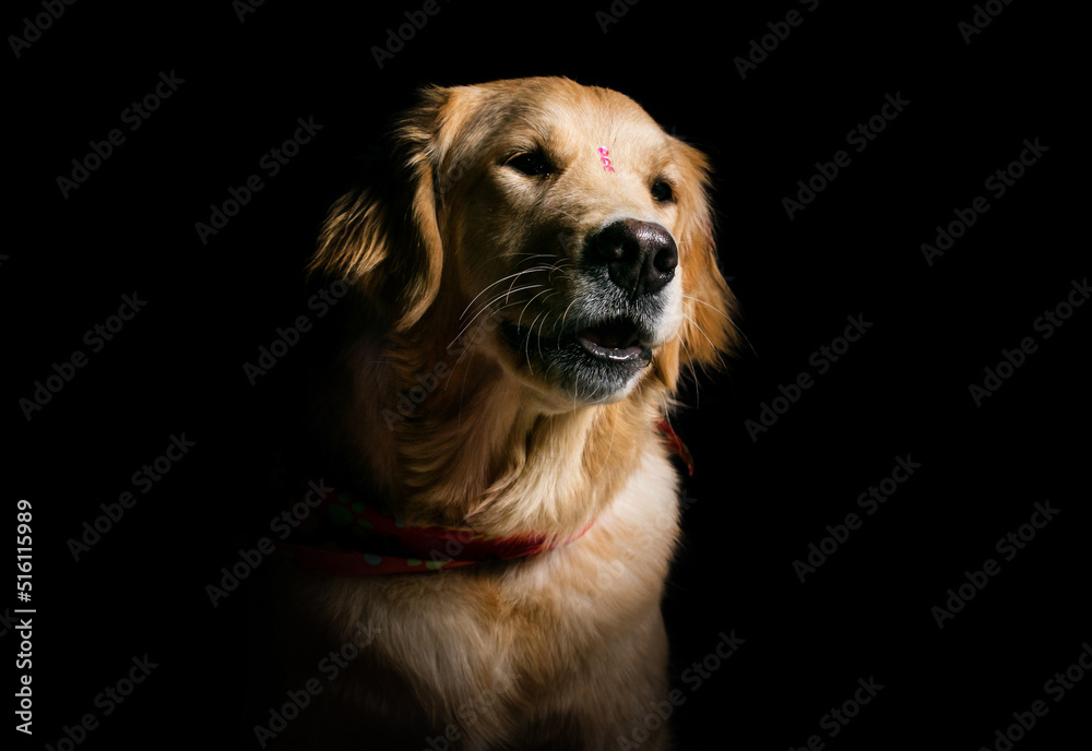 retrato de perro golden retriever en fondo negro mirando a un lado con expresion alegre