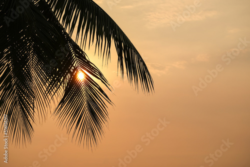 Fototapeta Naklejka Na Ścianę i Meble -  Palm tree leaf on orange sunset sky
