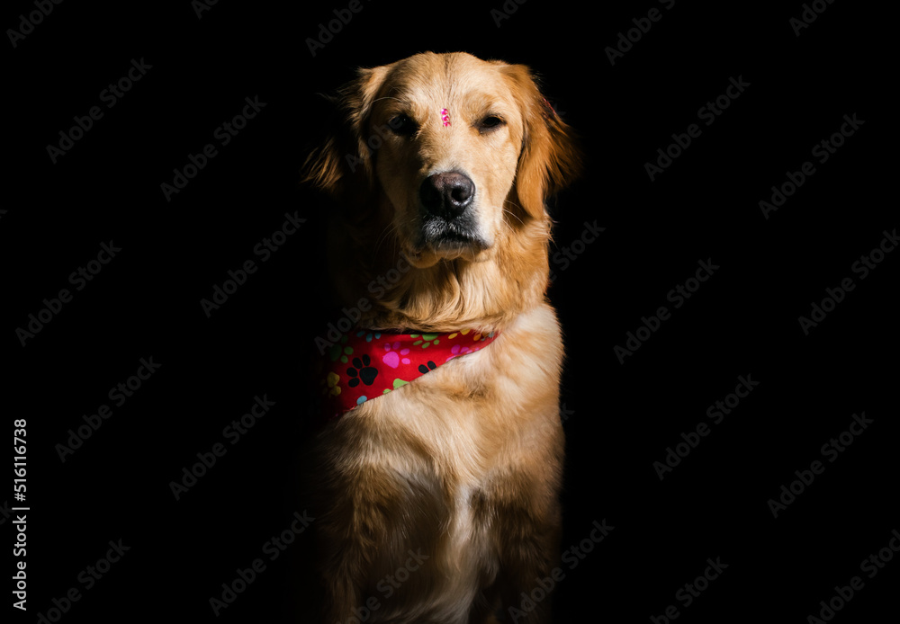 retrato de perra golden retriever en fondo negro con expresión de la cara seria y neutral mirando a la camara, con una pañoleta en el cuello y un adorno en la frente retrato de perra golden retriever en fondo negro con expresión de la cara seria y neutral mirando a la camara, con una pañoleta en el cuello y un adorno en la frente