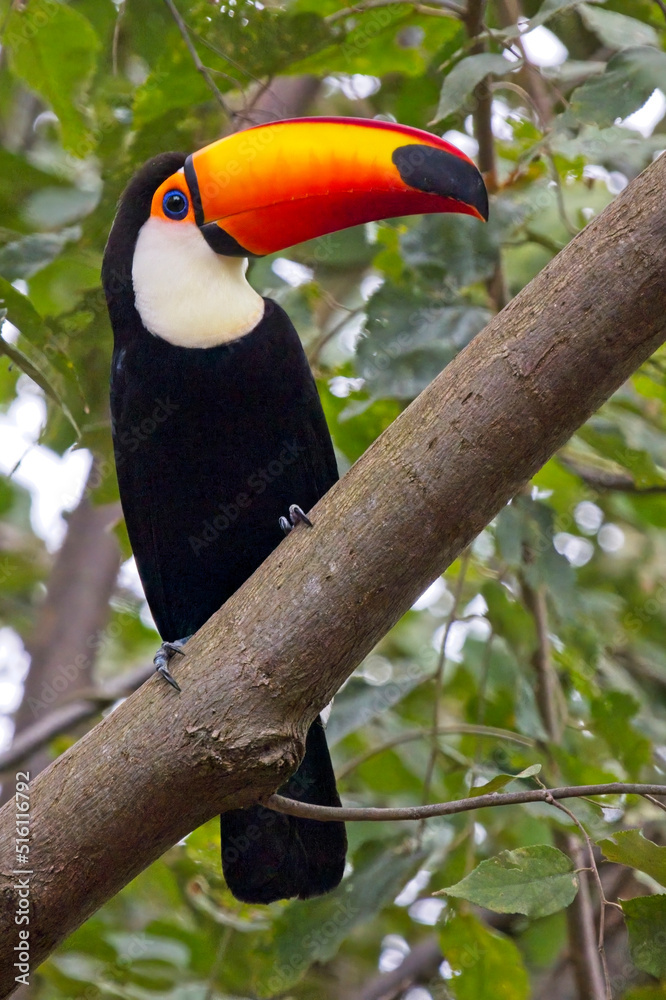 Obraz premium Toco Toucan, (Ramphastos toco), perched in a tree, Pouso Alegre, Mato Grosso, Brazil.