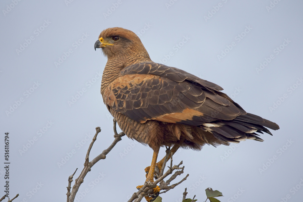 Savanna Hawk (Buteogallus meridionalis) perched in the top of a bush, Pouso Alegre, Mato Grosso, Brazil. Savanna Hawk (Buteogallus meridionalis) perched in the top of a bush, Pouso Alegre, Mato Grosso, Brazil.