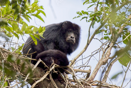 Canvas Print Black Howler monkey, (Alouatta caraya)( or black-and-gold howler) male in a tree, Pouso Alegre, Mato Grosso, Brazil