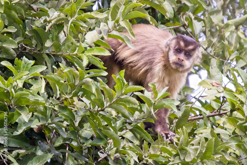 Tufted Capuchin  Sapajus apella   in a tree  Pouso Alegre  Mato Grosso  Brazil.