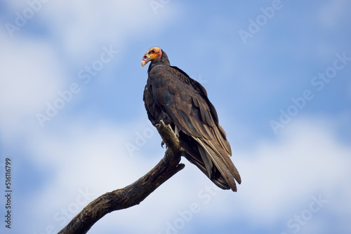 Lesser Yellow-headed Vulture (Cathartes burrovianus), perched in the yop of a dead tree, Pouso Alegre, Mato Grosso, Brazil. photo