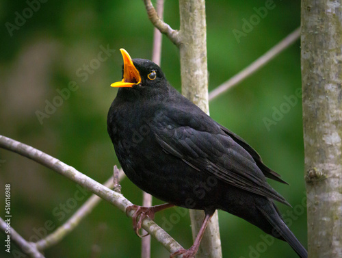 blackbird on a branch photo