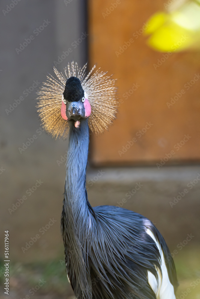 Fototapeta premium Grey crowned crane, Balearica regulorum, or golden crested crane.