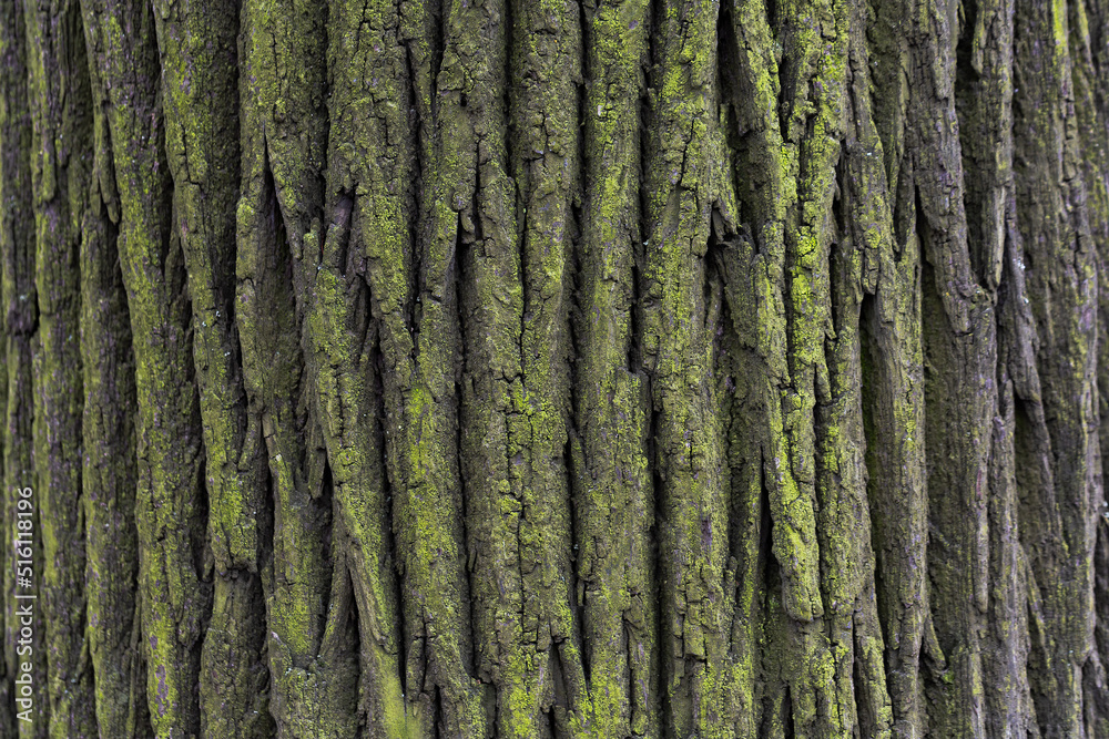 Natural texture of tree bark. Old tree trunk close-up. Natural wood background with bark patterns. Natural texture of tree bark. Old tree trunk close-up. Natural wood background with bark patterns.
