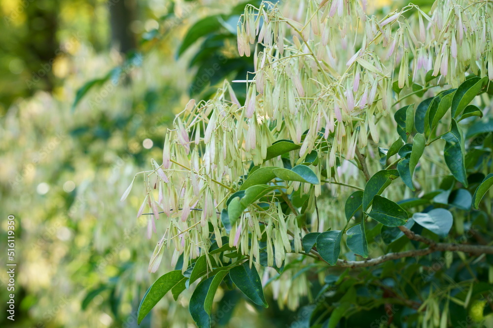 Fototapeta premium シマトネリコの夏の果実