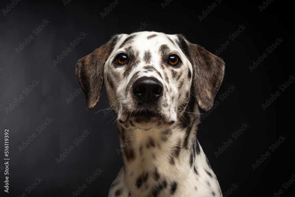 Portrait of a Dalmatian dog, on an isolated black background.