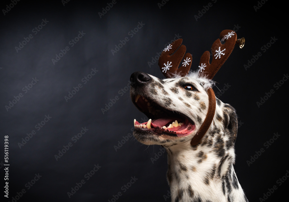 Portrait of a Dalmatian dog in a Santa Claus hat, highlighted on a black background.