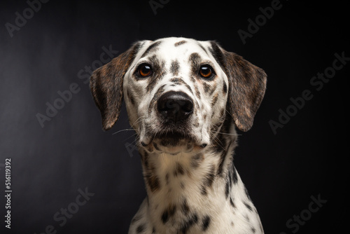 Portrait of a Dalmatian dog, on an isolated black background.
